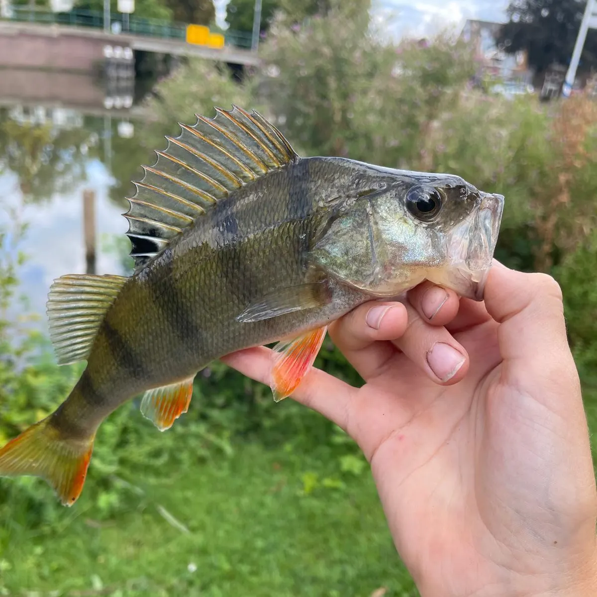 European perch caught on Fishbrain