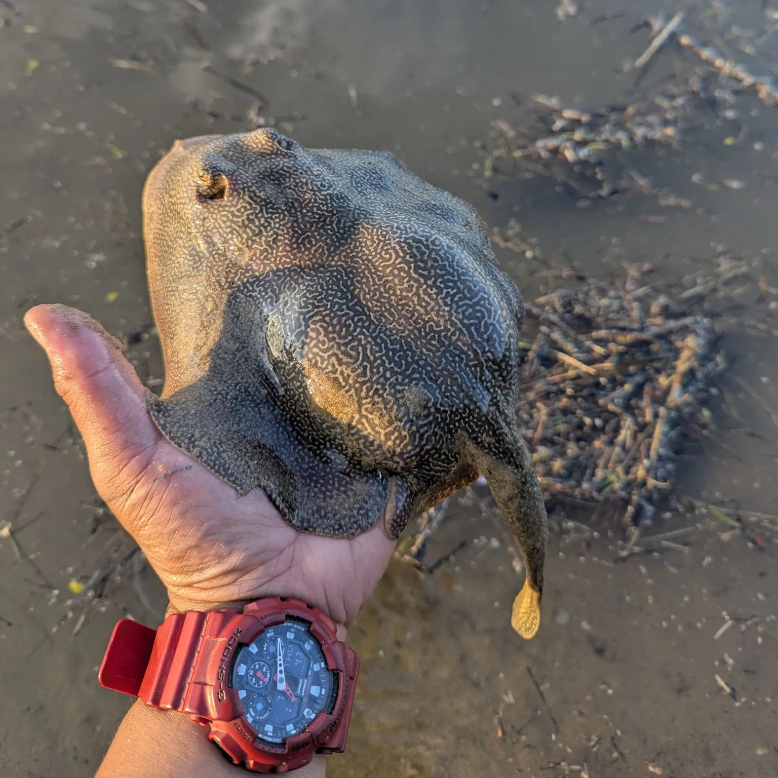 The most recent Honeycomb stingray catches on Fishbrain