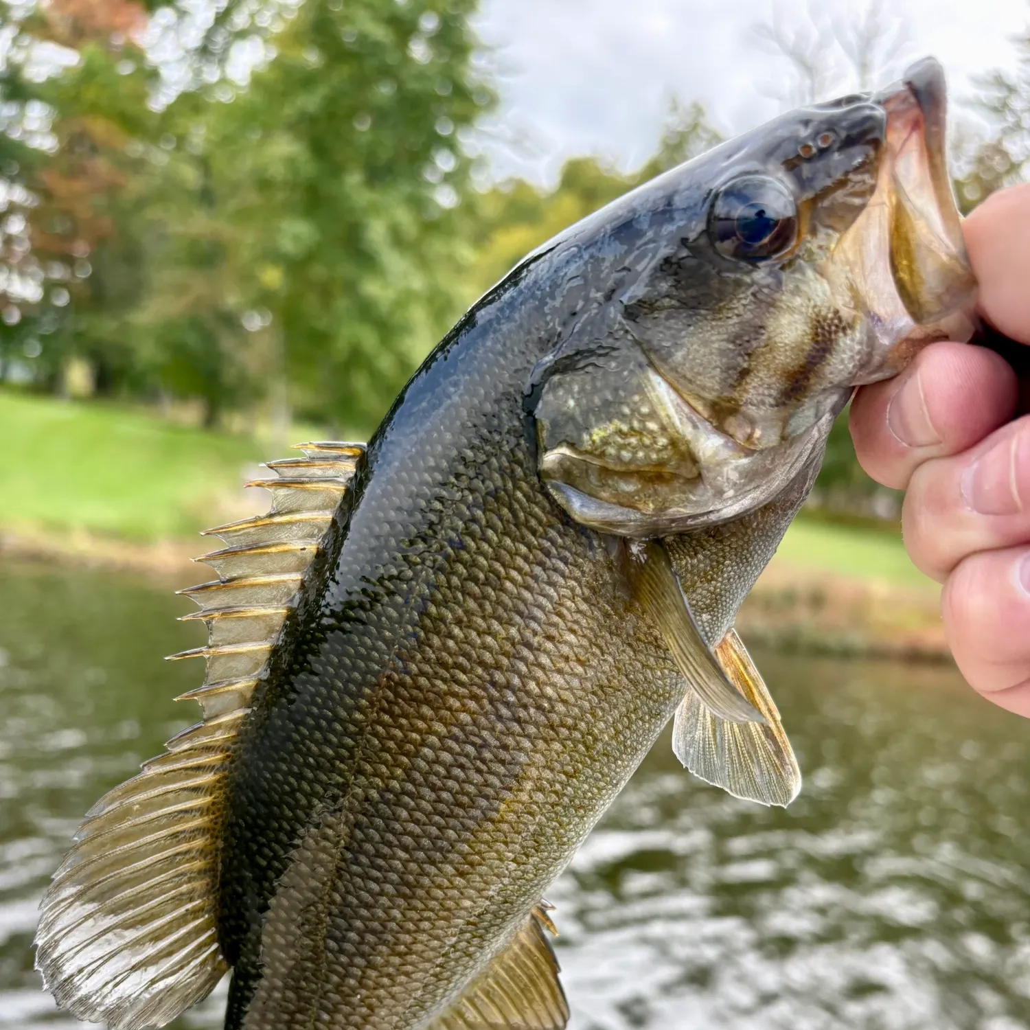 Smallmouth bass caught on Fishbrain
