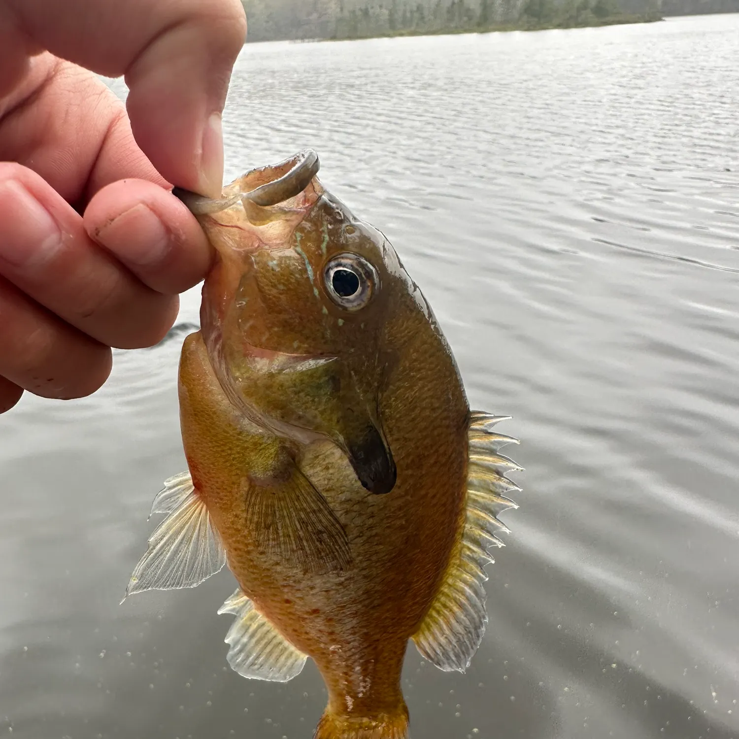 Redbreast sunfish caught on Fishbrain