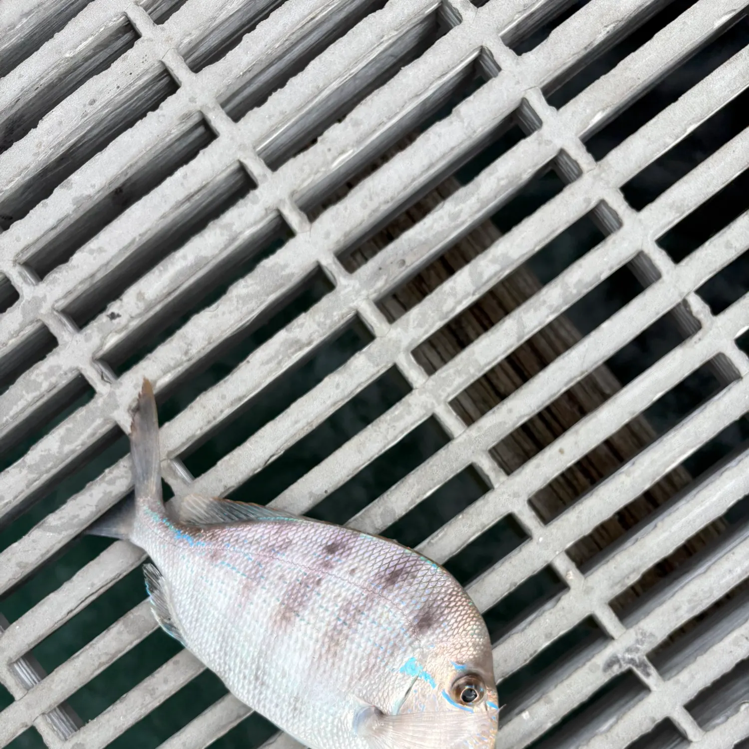 The most recent Scup catches on Fishbrain