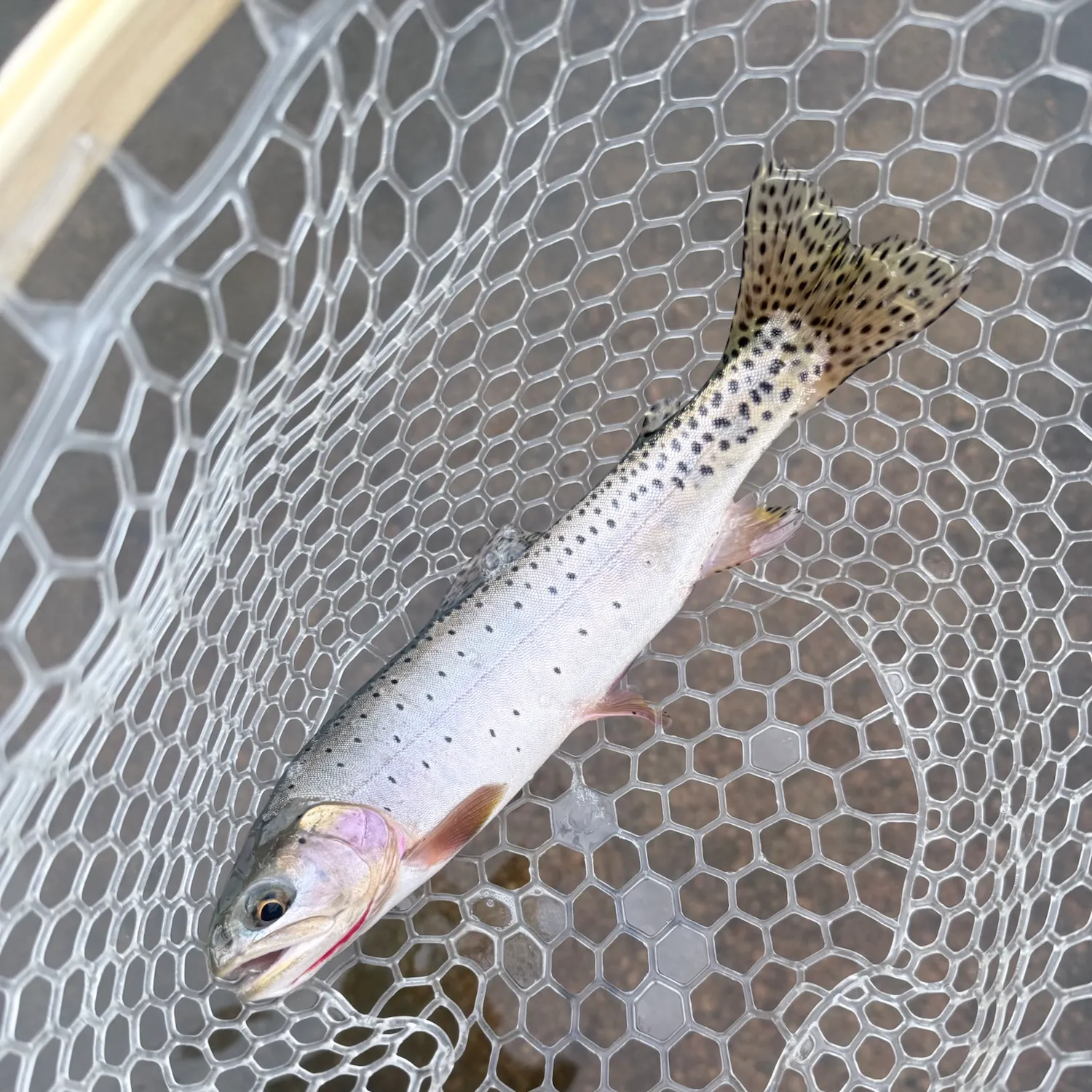 Cutthroat trout caught on Fishbrain