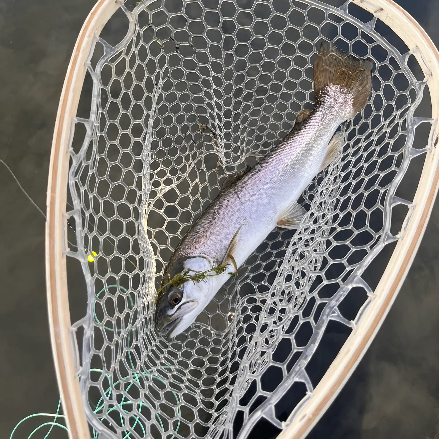 The most recent Tiger trout catches on Fishbrain