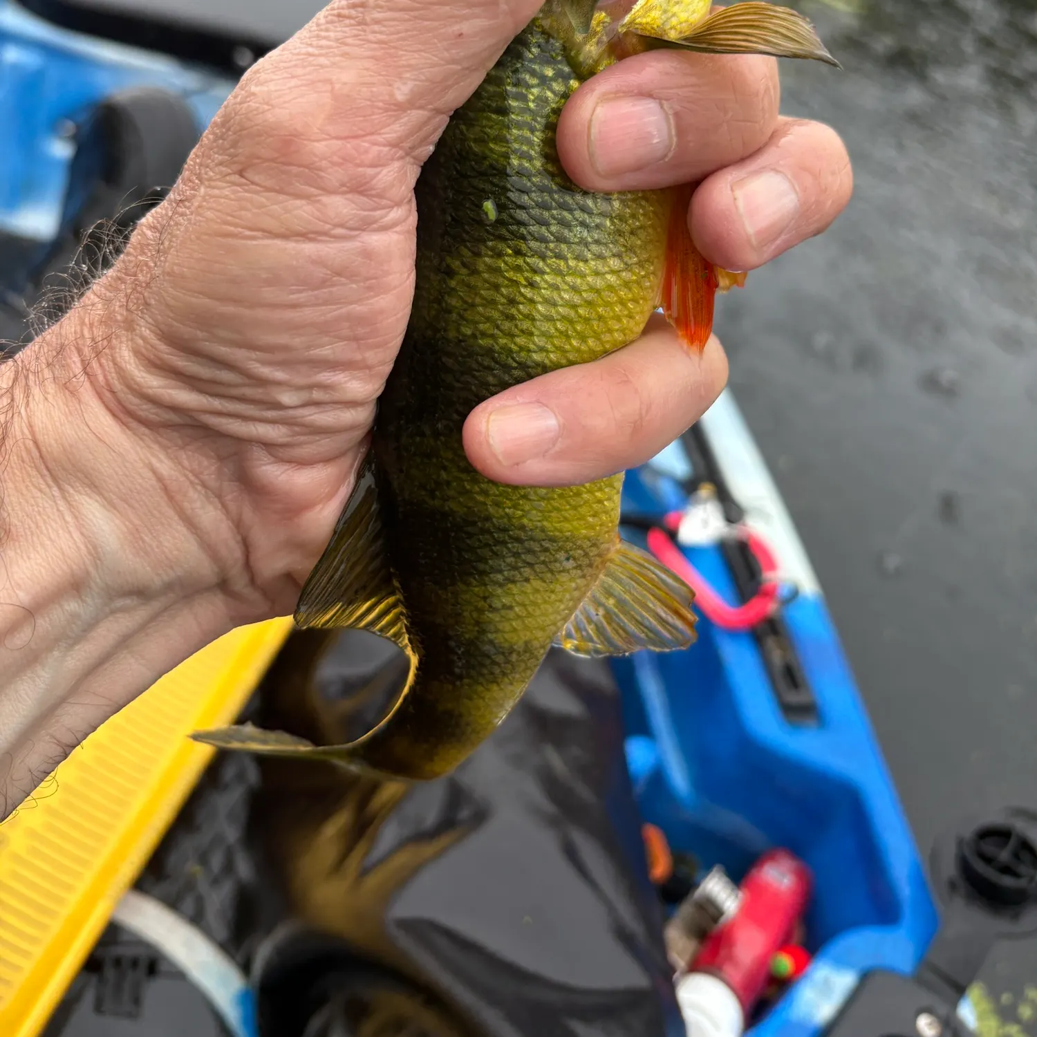 Yellow perch caught on Fishbrain