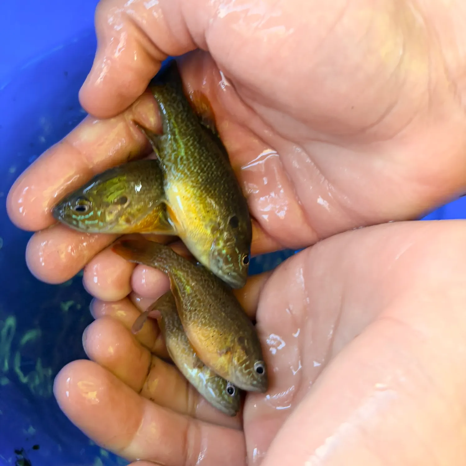 Fish caught on Fishbrain