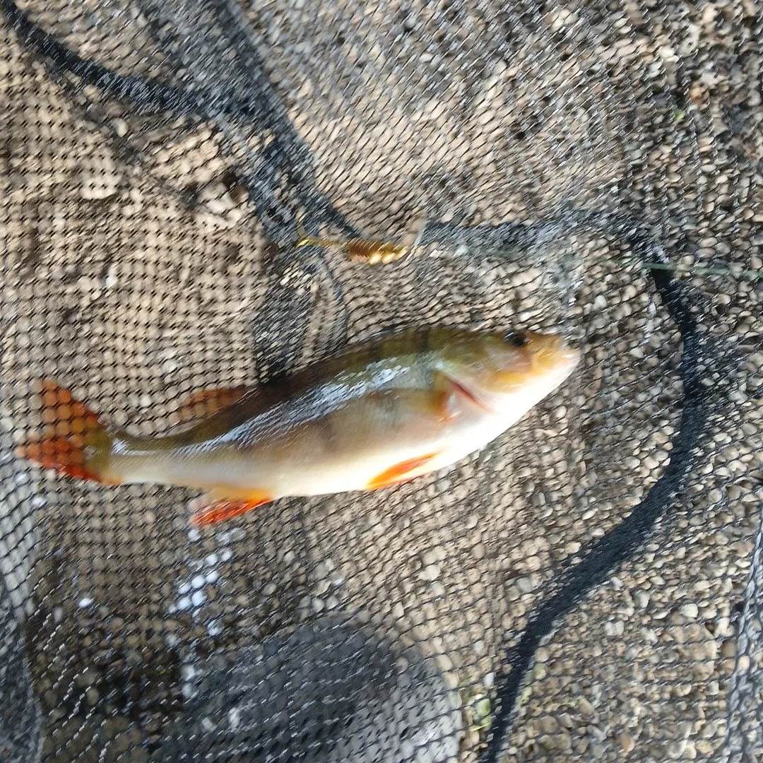 European perch caught on Fishbrain