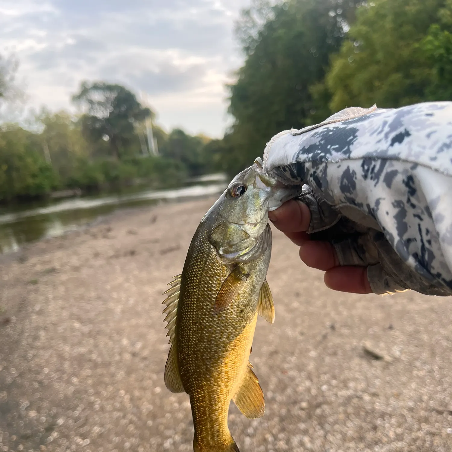 Smallmouth bass caught on Fishbrain