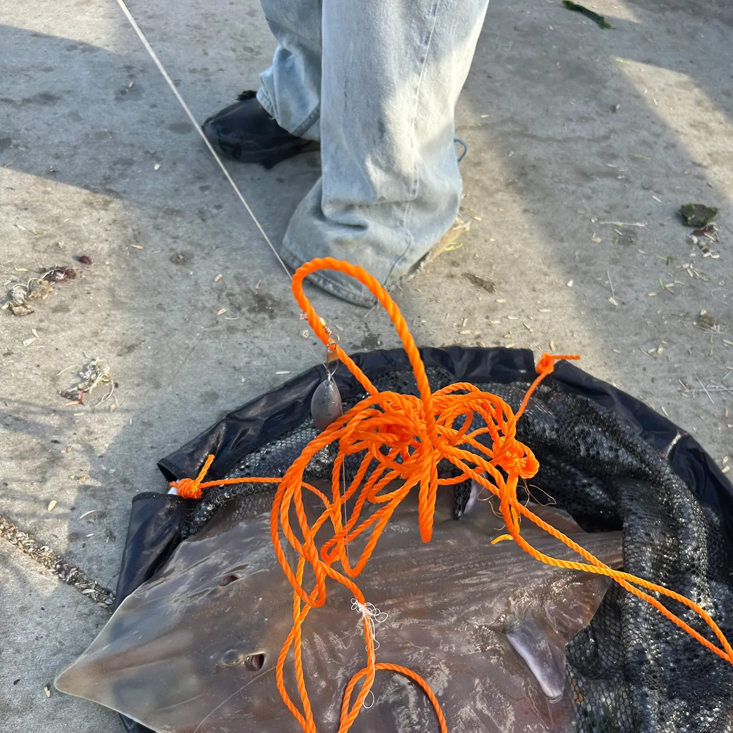 The most recent Starry ray catches on Fishbrain