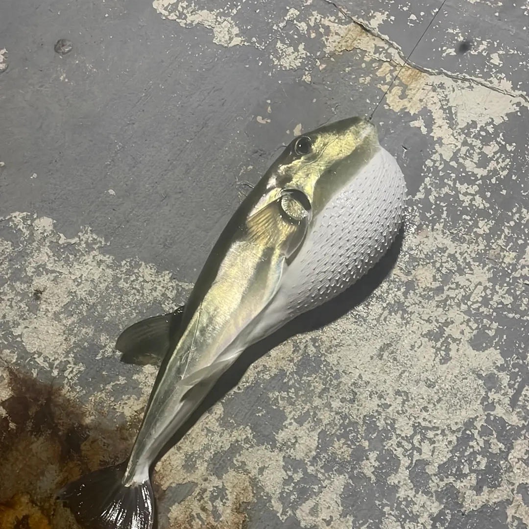 The most recent Smooth puffer catches on Fishbrain