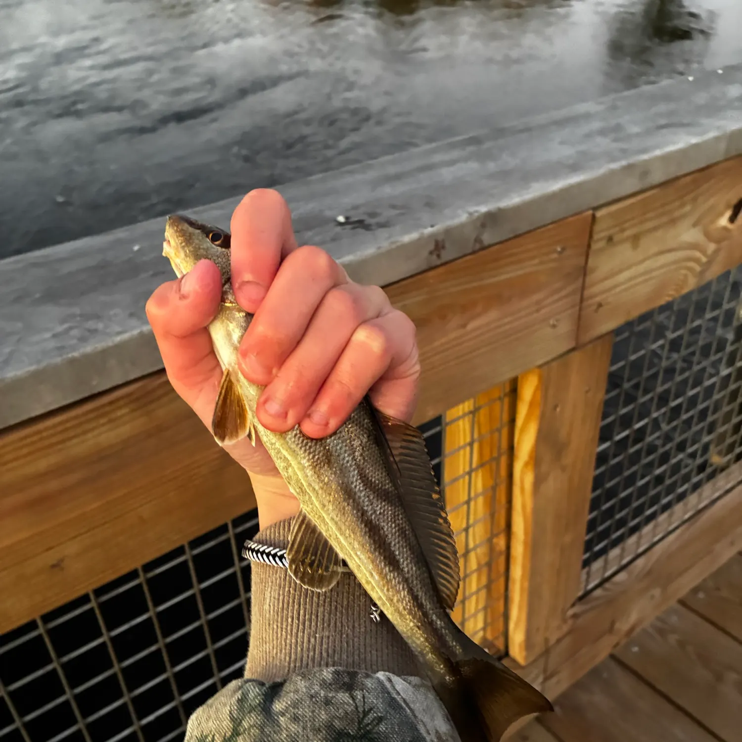 Northern kingcroaker caught on Fishbrain