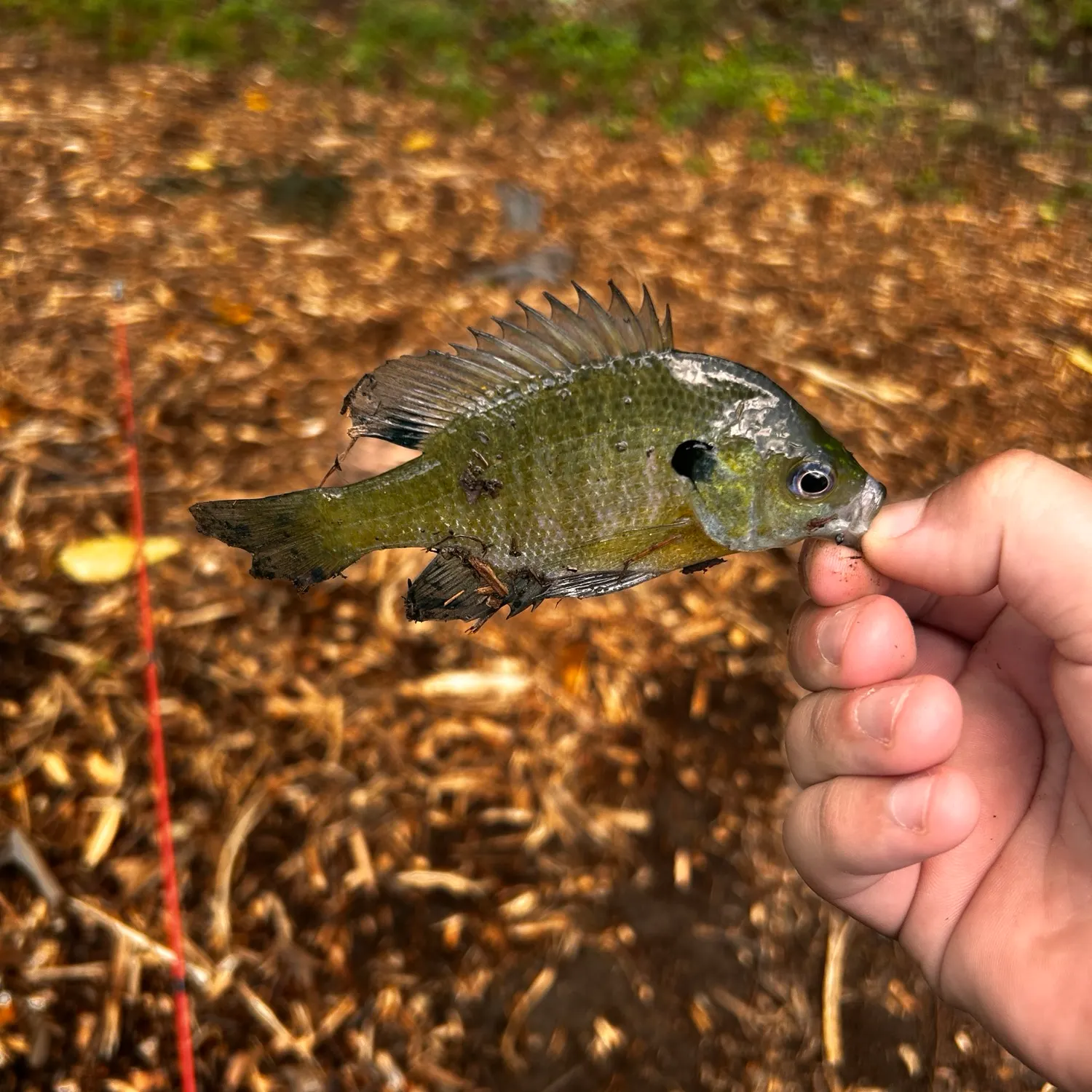 Bluegill caught on Fishbrain