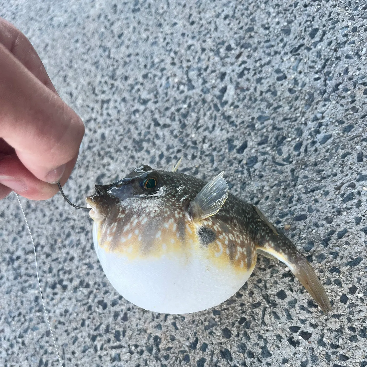 catch
