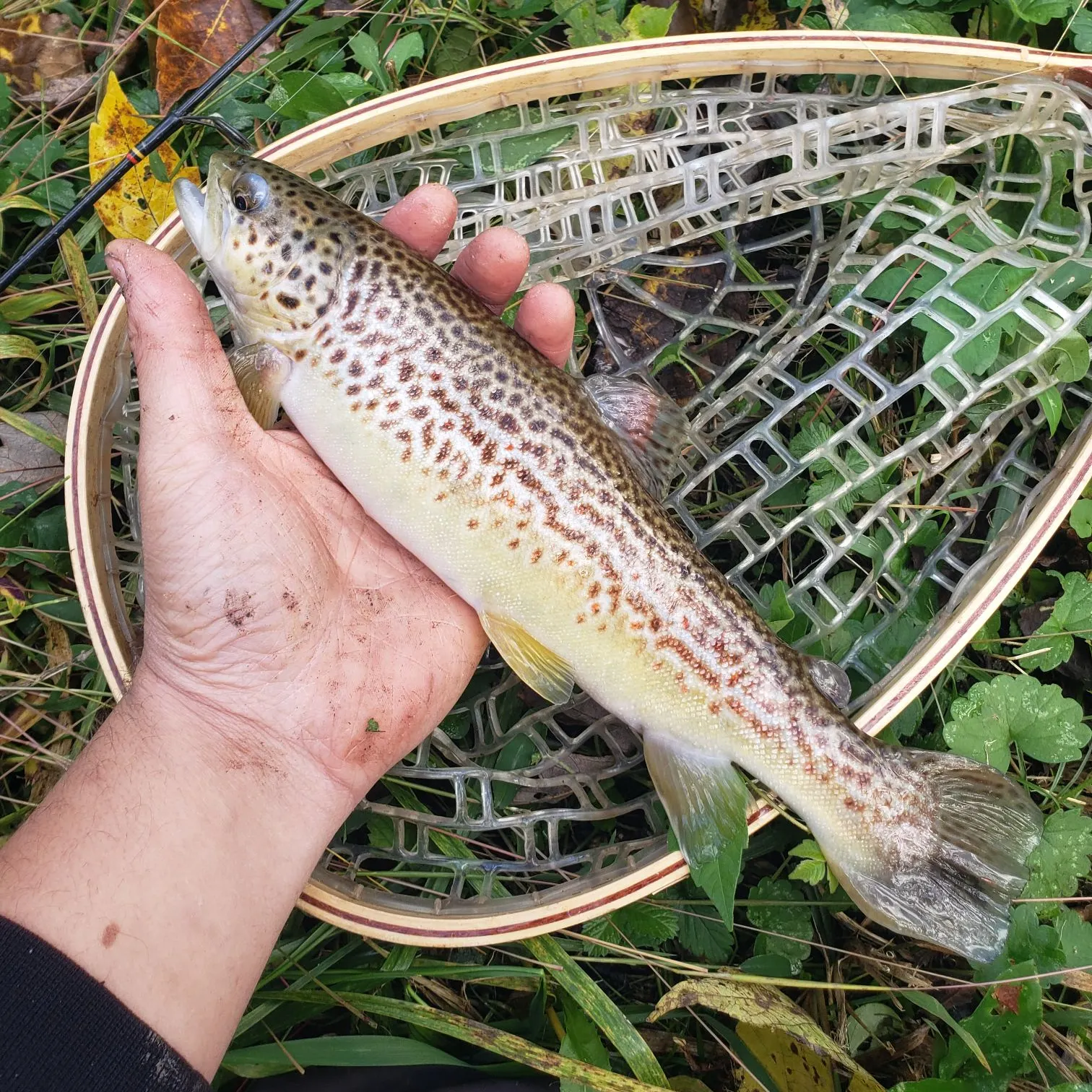 Brown trout caught on Fishbrain