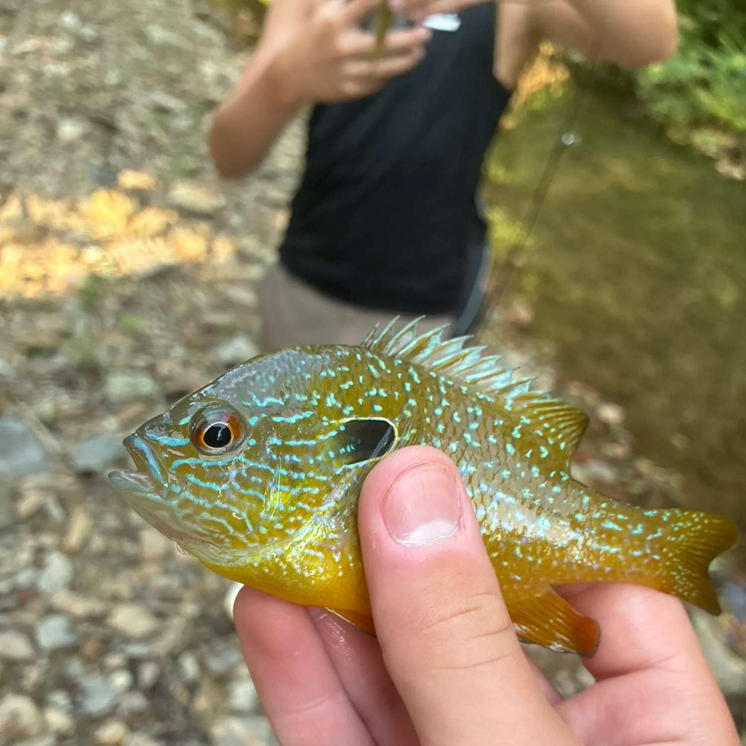The most recent Bluegill x longear sunfish catches on Fishbrain