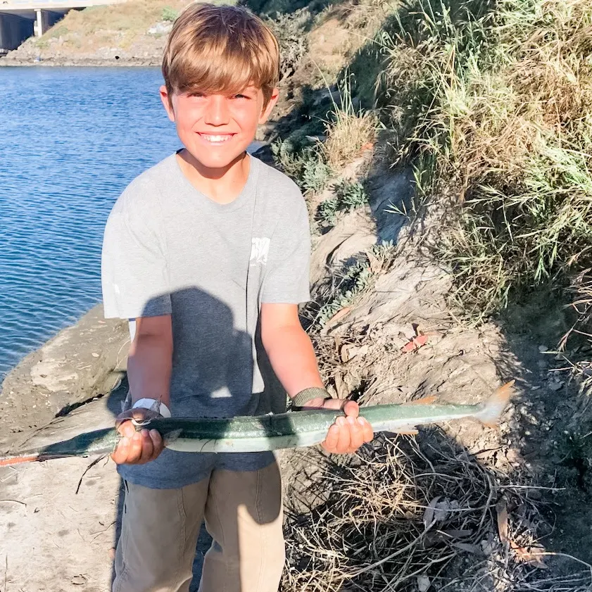 The most recent California needlefish catches on Fishbrain