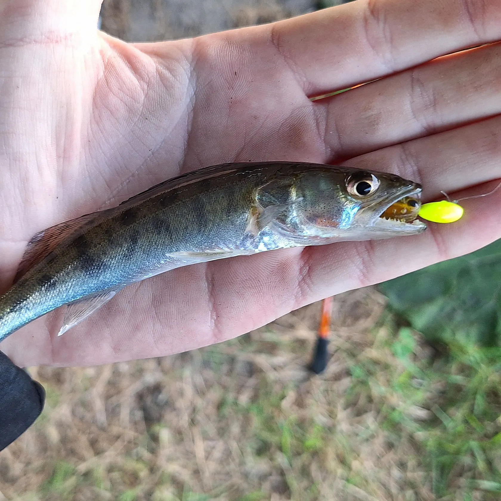 Zander caught on Fishbrain