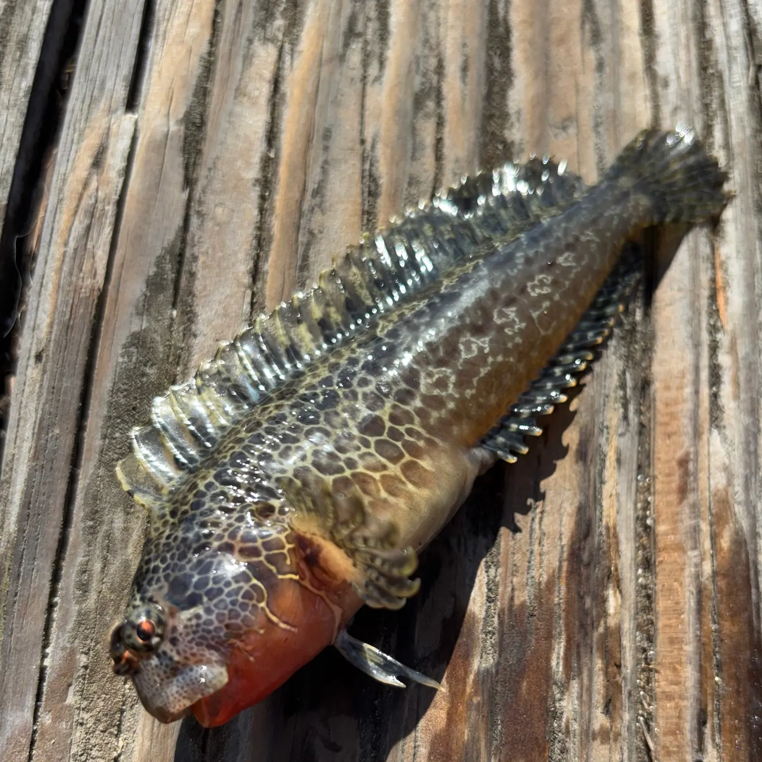 Bay blenny caught on Fishbrain