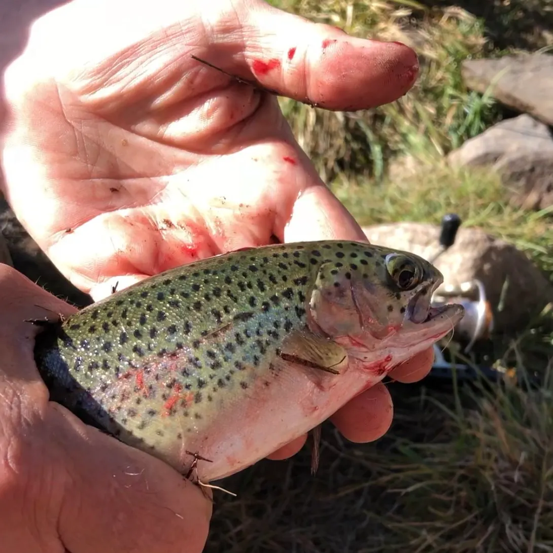 Rainbow trout caught on Fishbrain