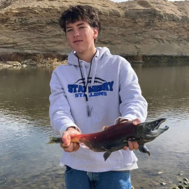 The most recent Kokanee salmon catches on Fishbrain