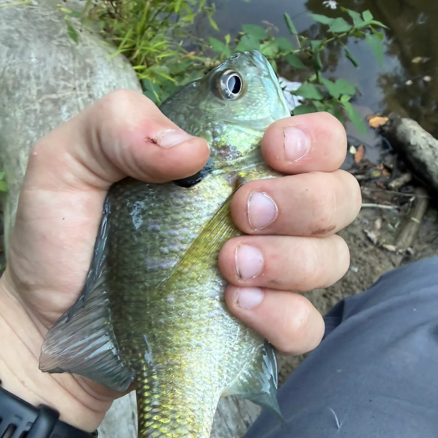 Bluegill caught on Fishbrain