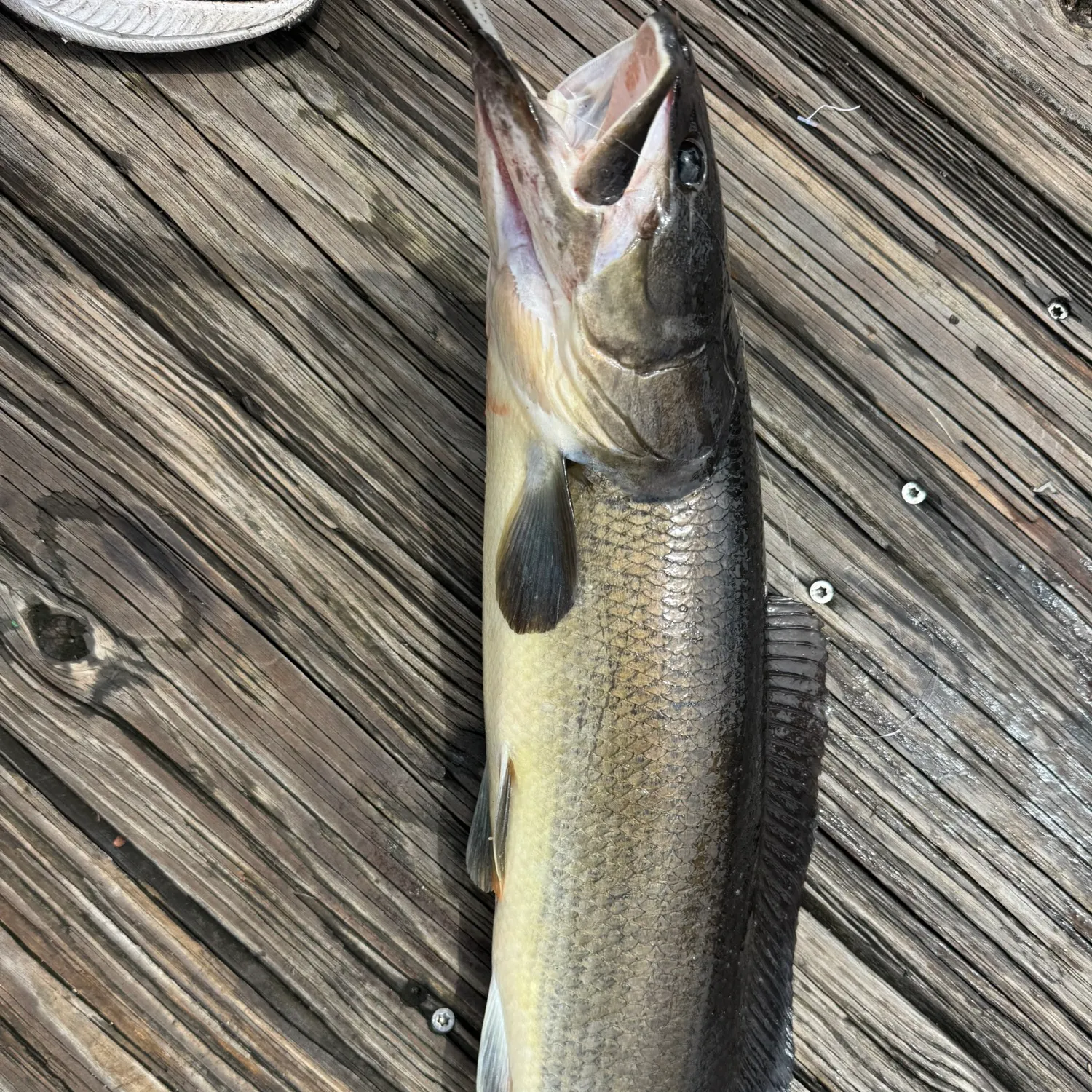 Ruddy bowfin caught on Fishbrain