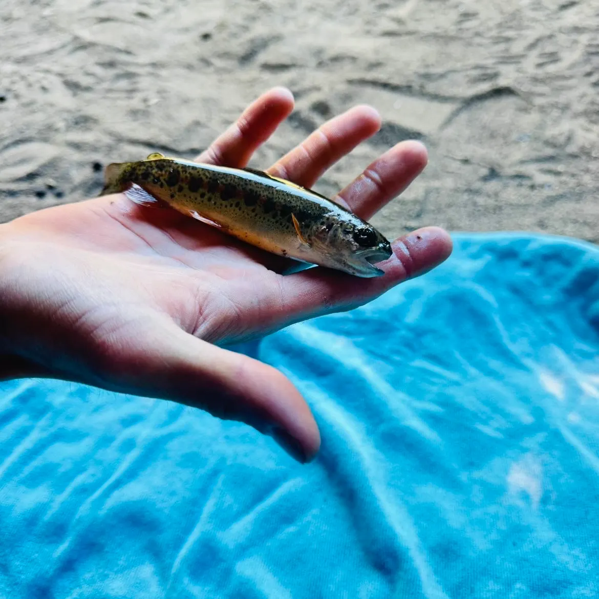 The most recent Great basin redband trout catches on Fishbrain