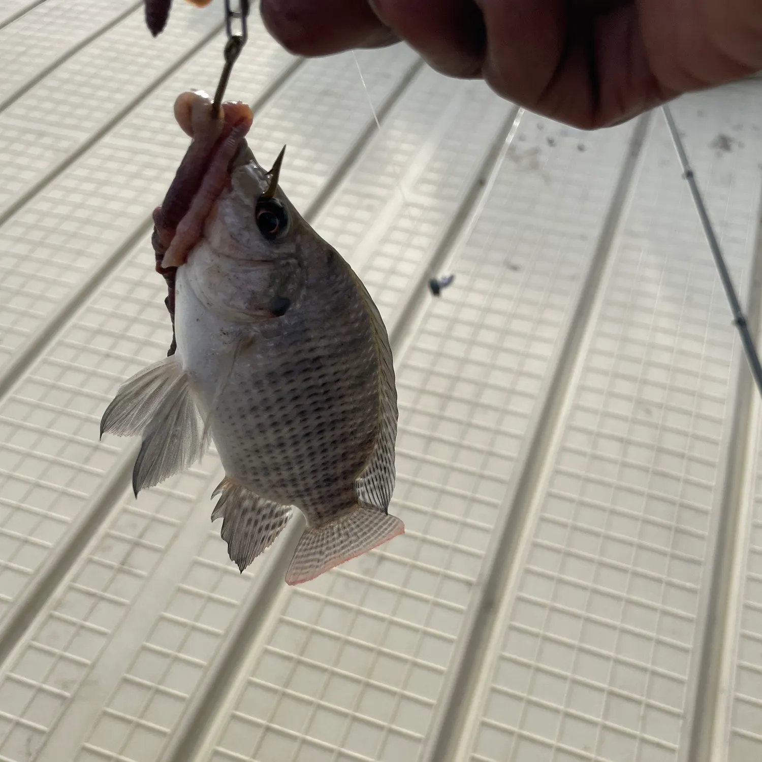 Nile tilapia caught on Fishbrain
