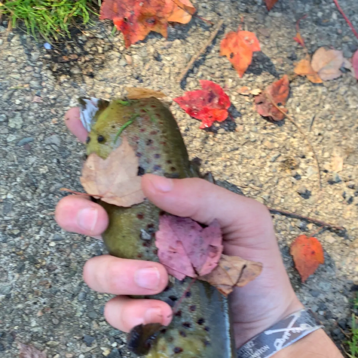 Brown trout caught on Fishbrain