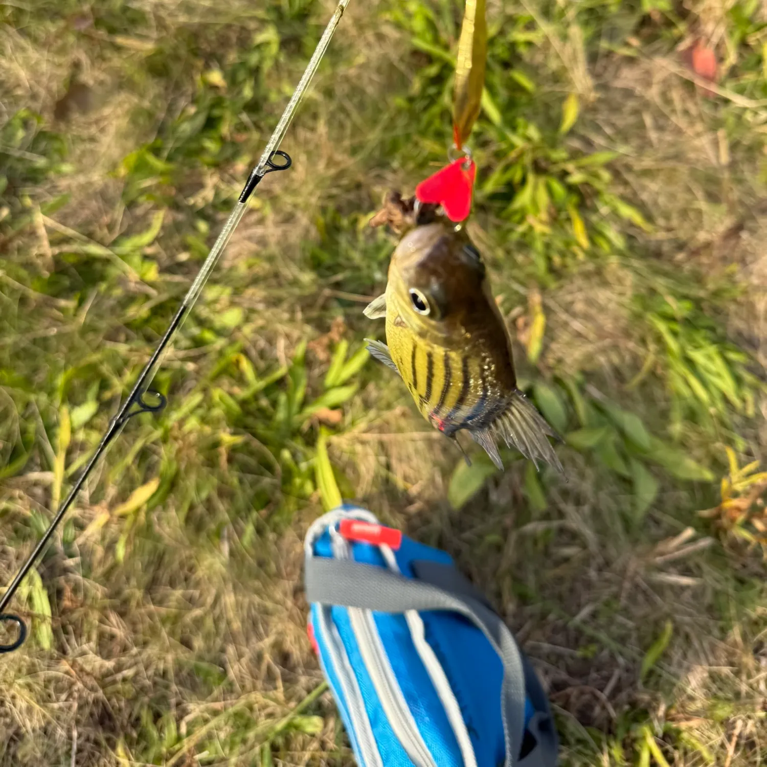 The most recent Yellow bass catches on Fishbrain