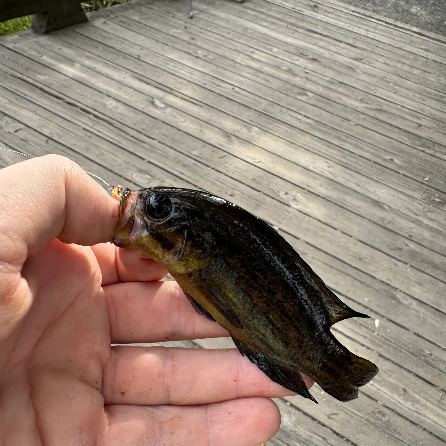 The most recent Mud sunfish catches on Fishbrain