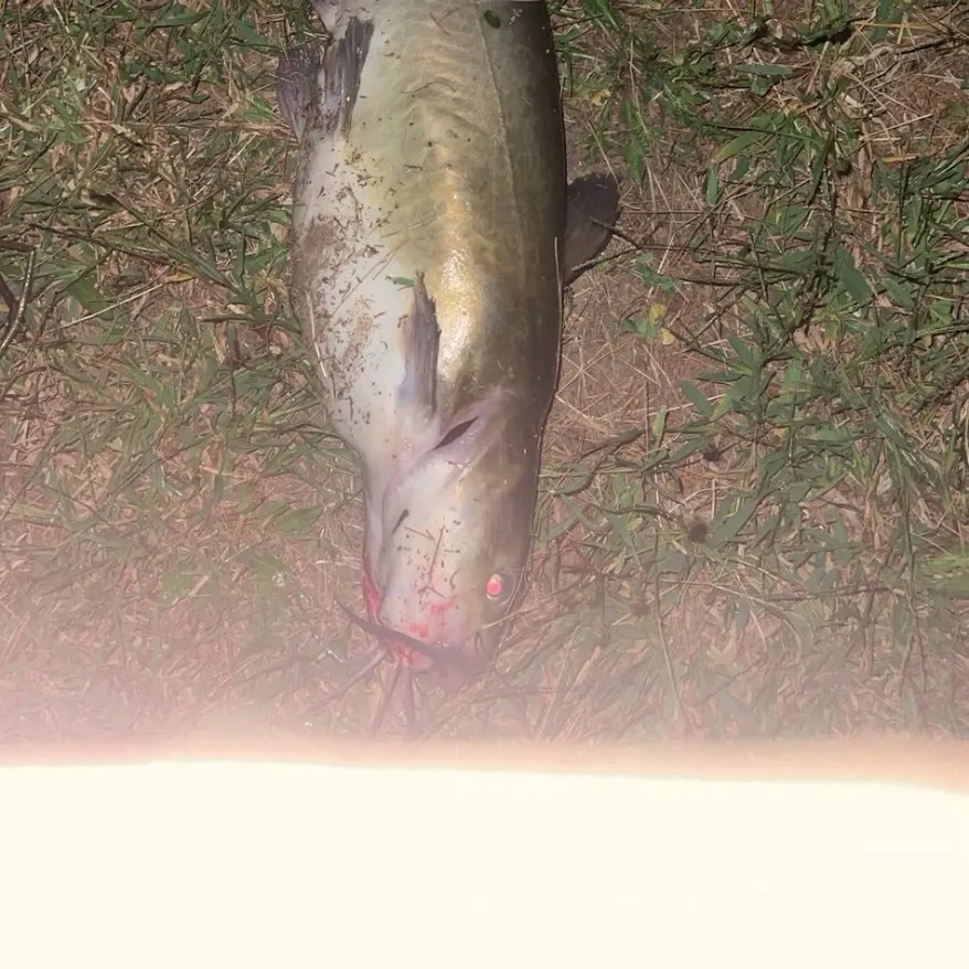 Channel catfish caught on Fishbrain