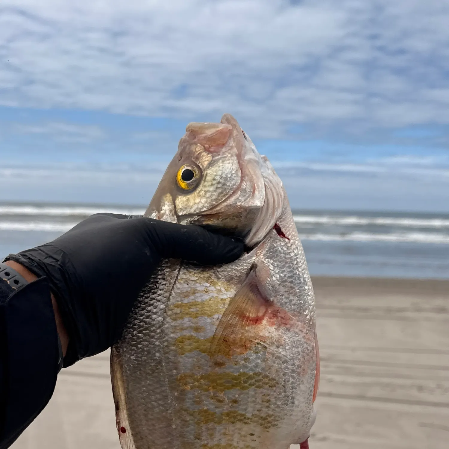 The most recent Redtail surfperch catches on Fishbrain
