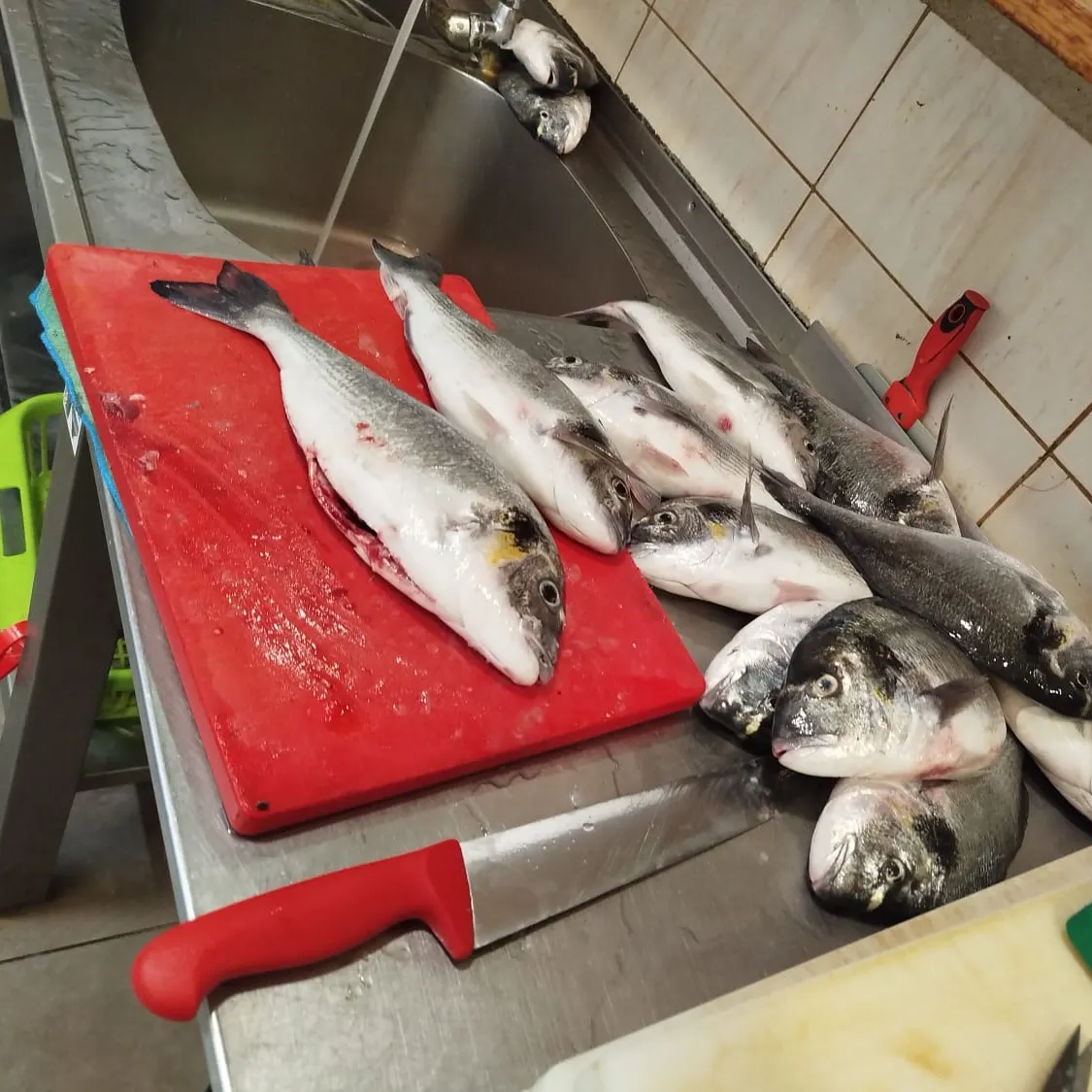 The most recent Gilthead seabream catches on Fishbrain