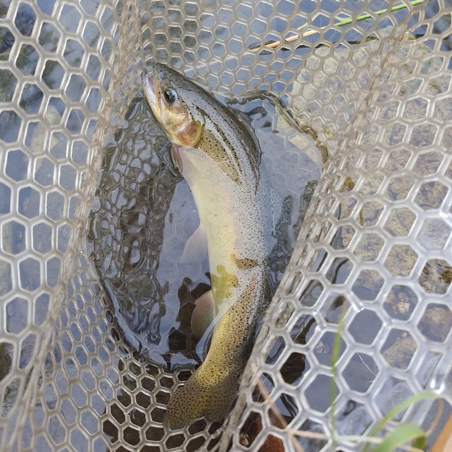 The most recent Gila trout catches on Fishbrain