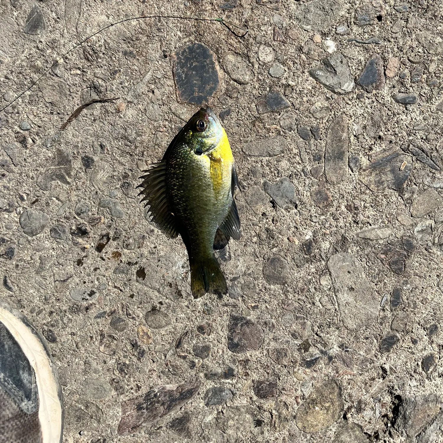 Bluegill caught on Fishbrain