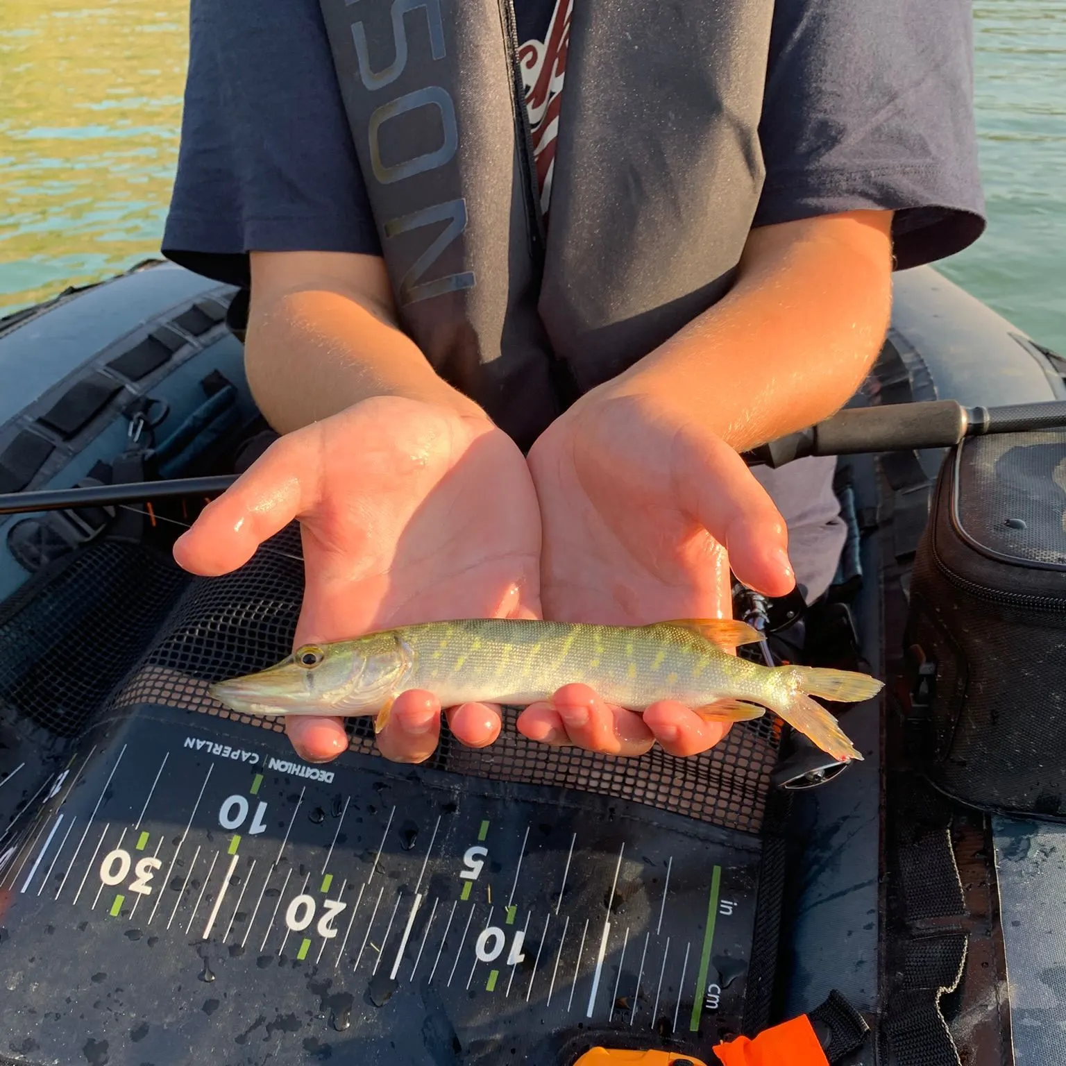 Northern pike caught on Fishbrain