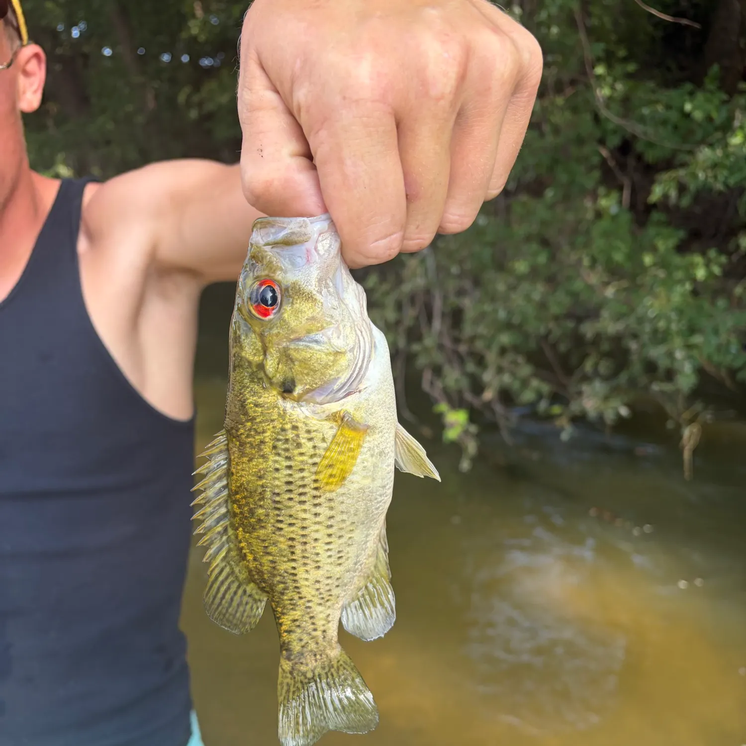 Rock bass caught on Fishbrain