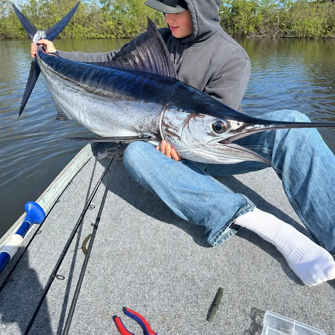 The most recent Atlantic blue marlin catches on Fishbrain