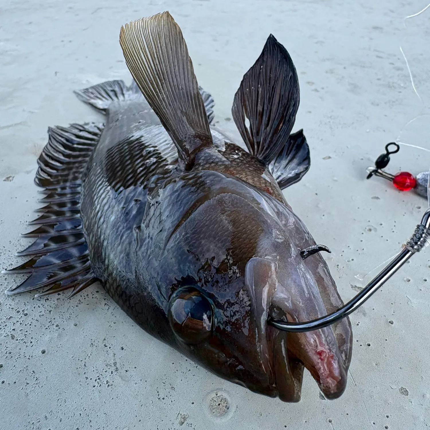Black sea bass caught on Fishbrain