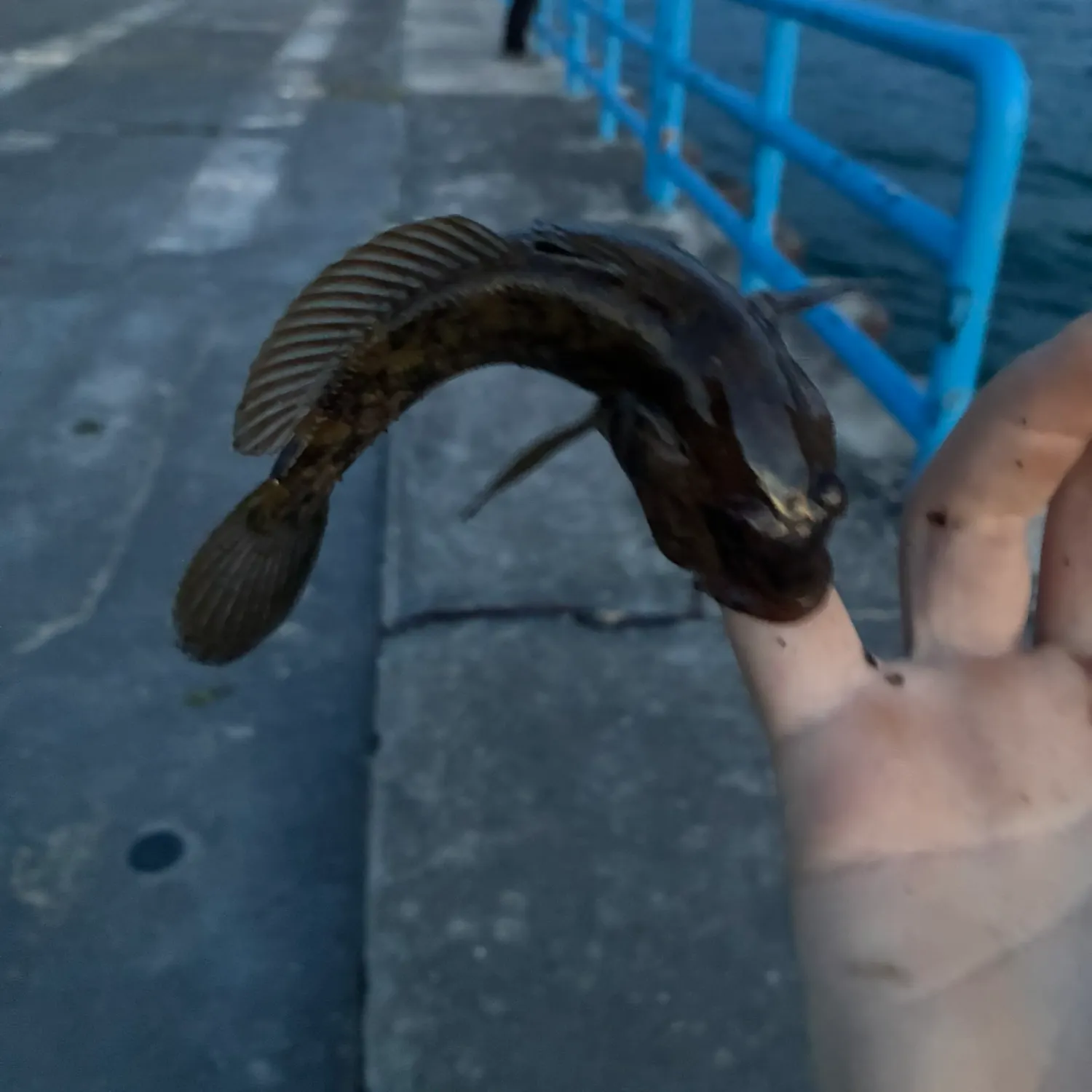 The most recent Round goby catches on Fishbrain