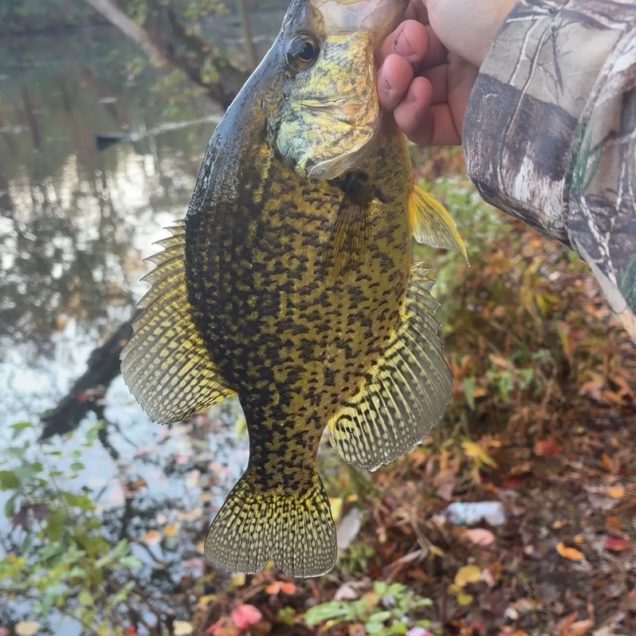 Black crappie caught on Fishbrain