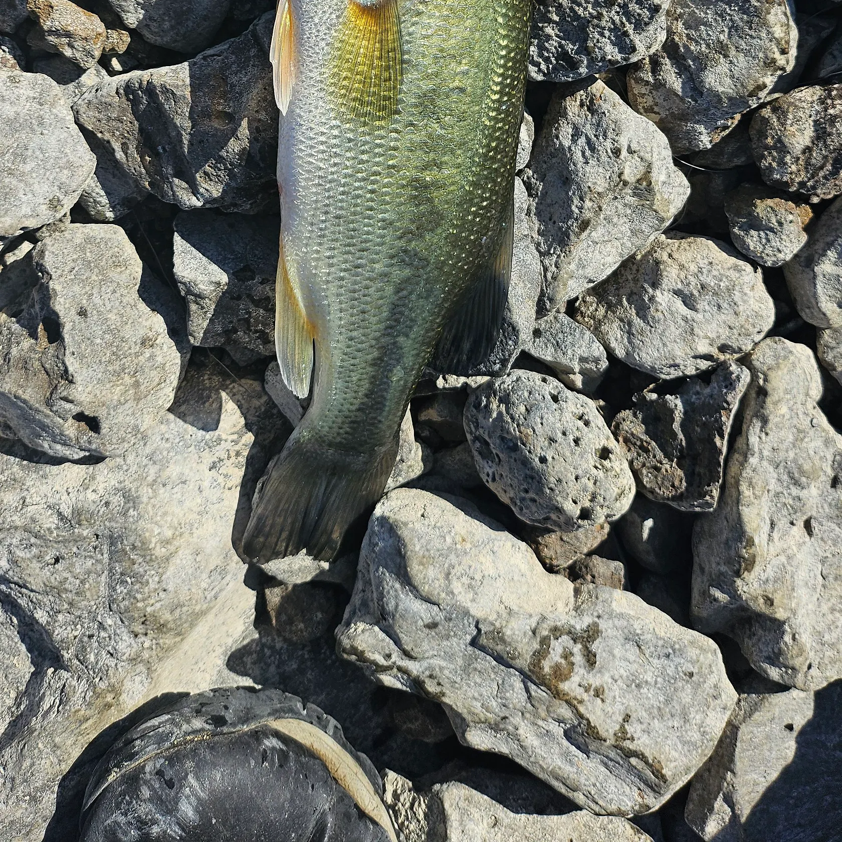 Largemouth bass caught on Fishbrain