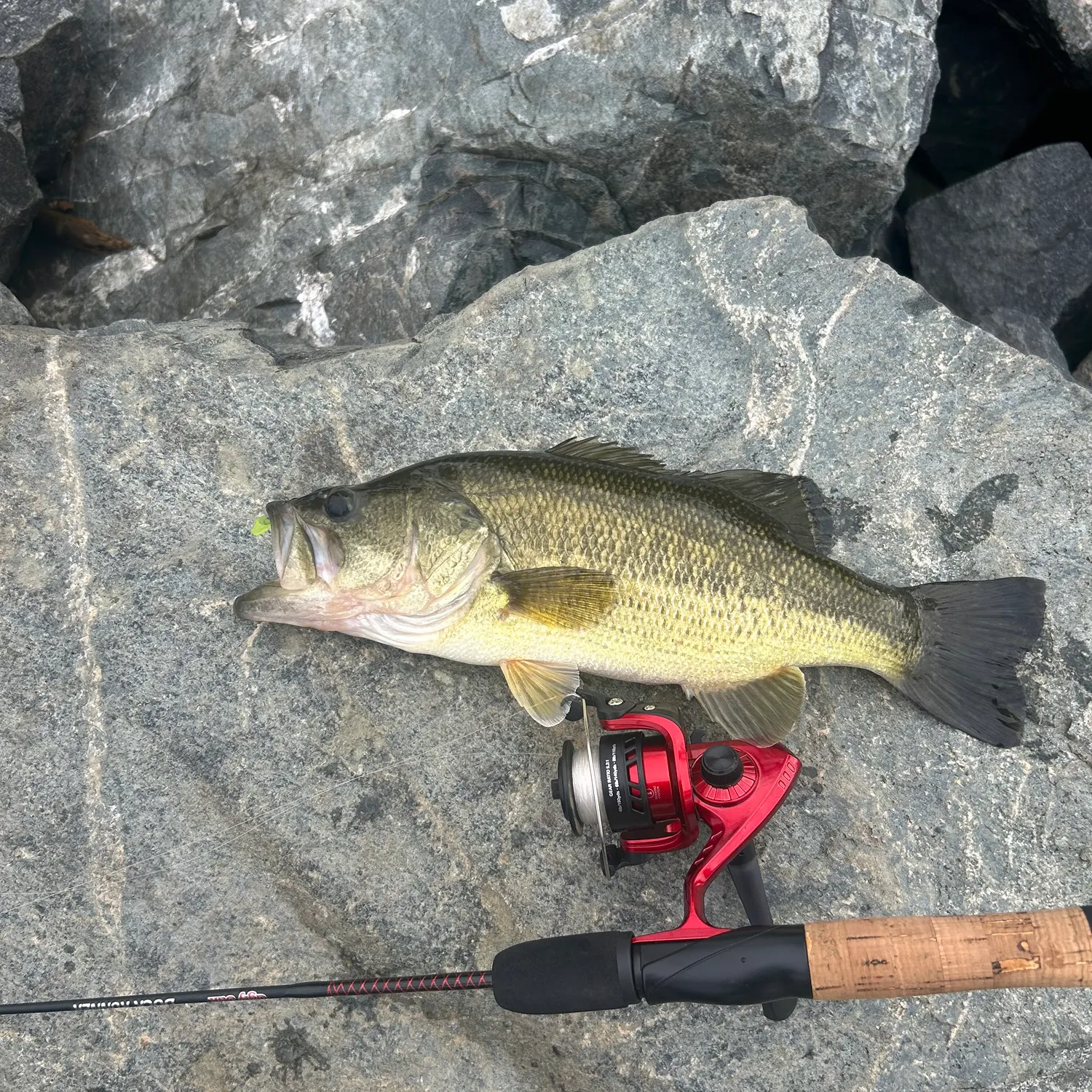 Largemouth bass caught on Fishbrain