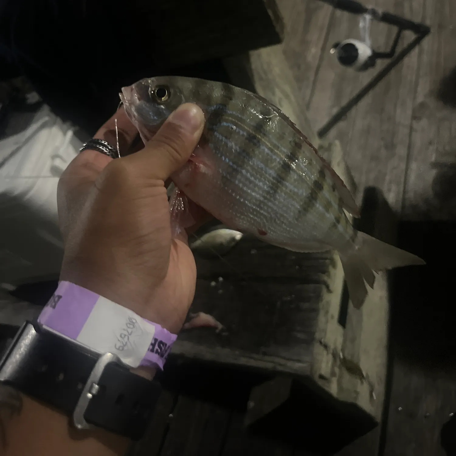 Pinfish caught on Fishbrain