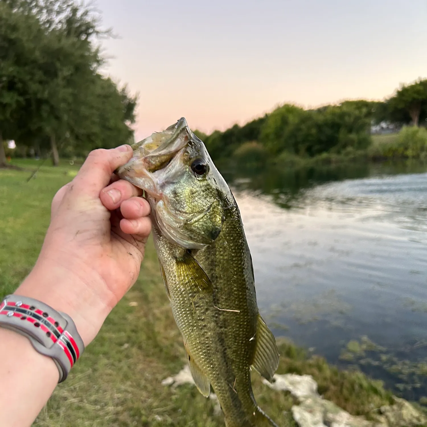 Largemouth bass caught on Fishbrain