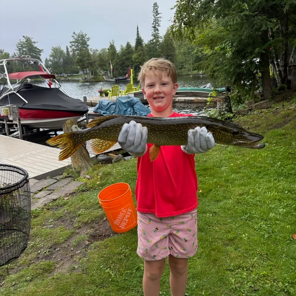 Northern pike caught on Fishbrain