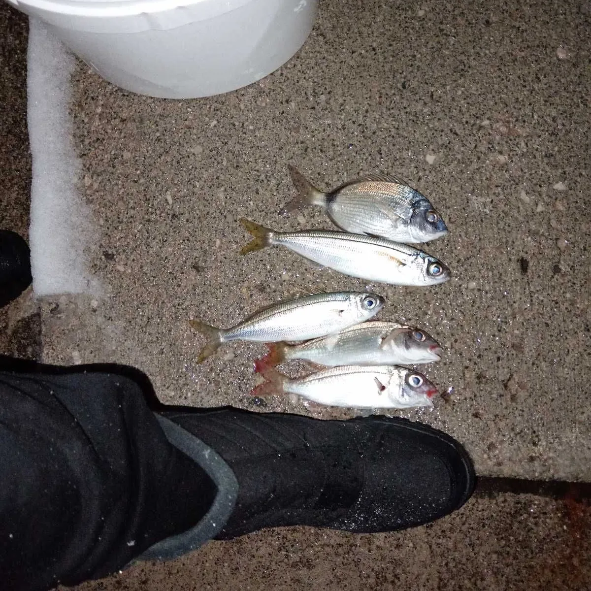 The most recent Common two-banded seabream catches on Fishbrain