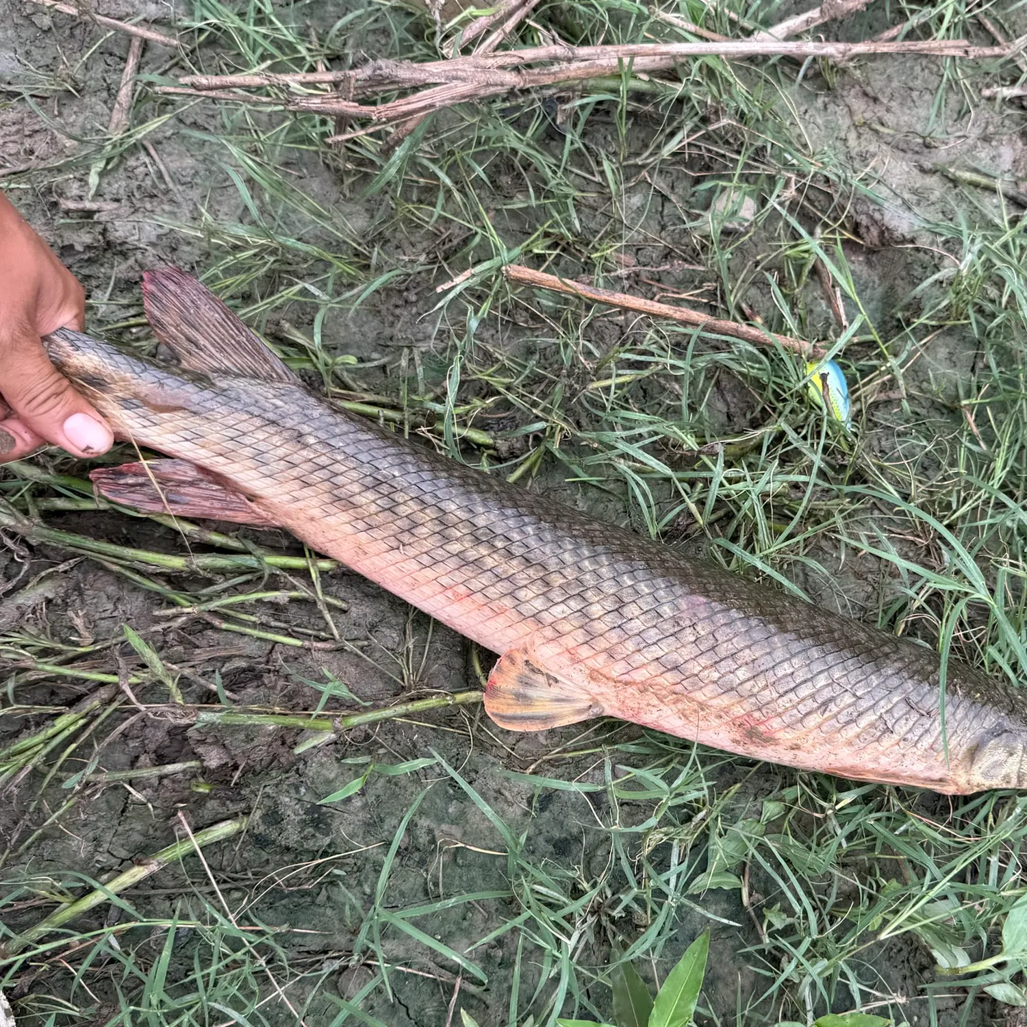 The most recent Spotted gar catches on Fishbrain