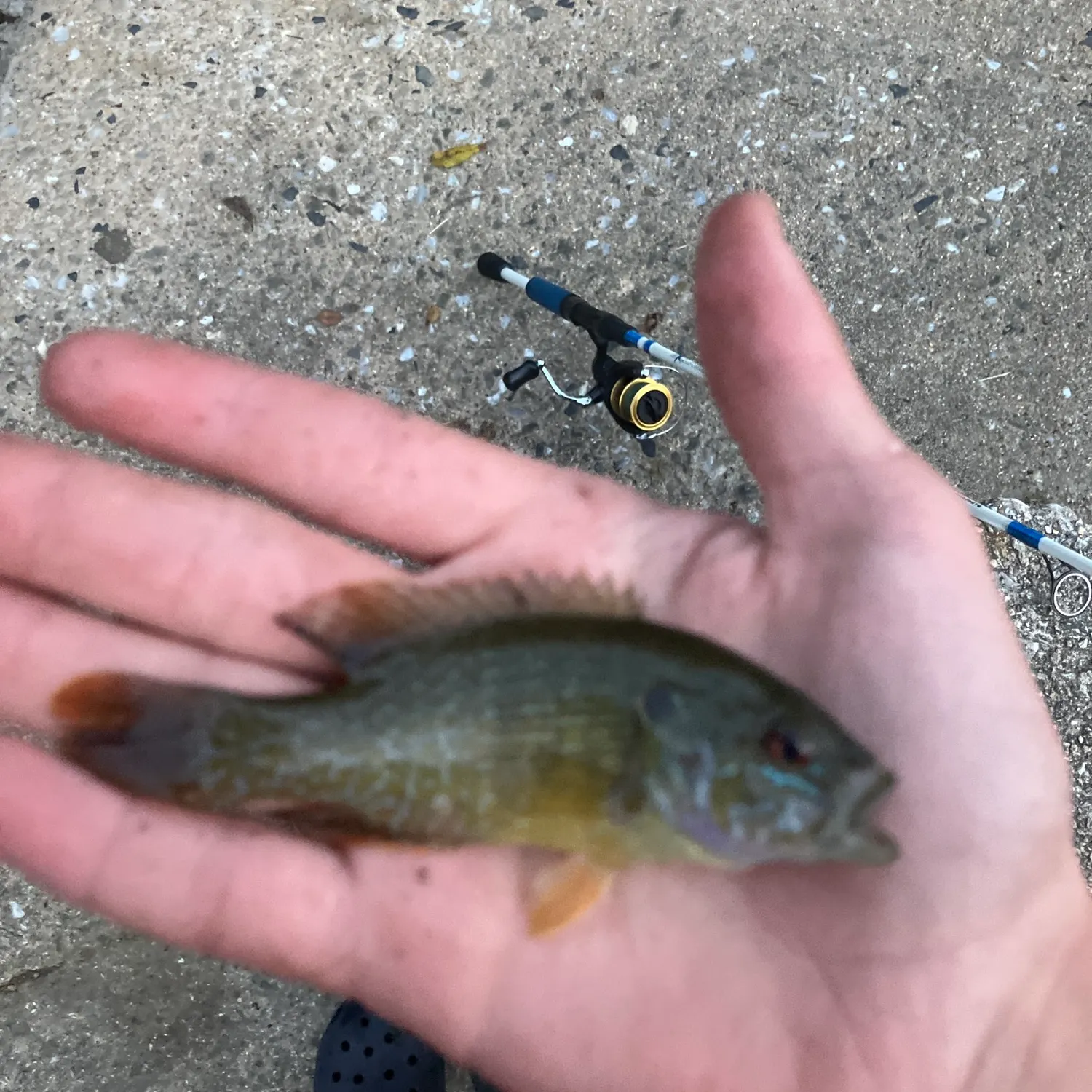 Green sunfish caught on Fishbrain