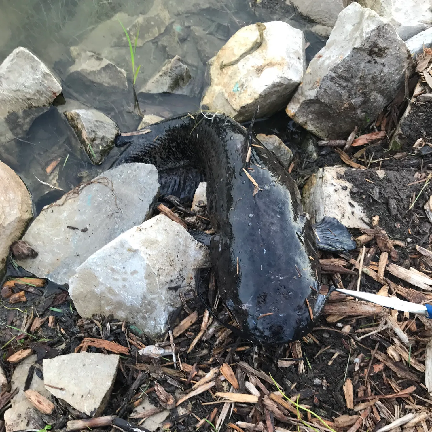 The most recent Channel catfish catches on Fishbrain